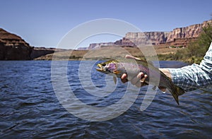 Woman Holding  Rainbow Trout Caught Fly Fishing At Lees Ferry