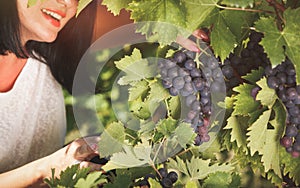 Woman holding a red grape cluster