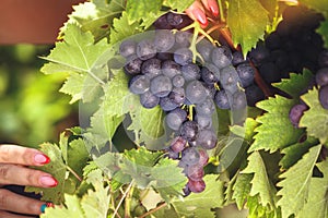 Woman holding a red grape cluster