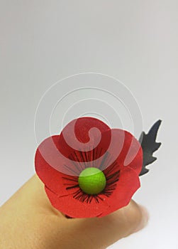 Woman holding Red poppy, Papaver rhoeas on white background