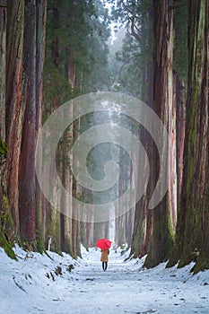 Woman holding a red umbrella with Giant Cedar Trees in natural forest with snow and fog in winter season, Togakushi Jinja, Nagano