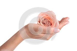 Woman holding rose on white background, closeup.