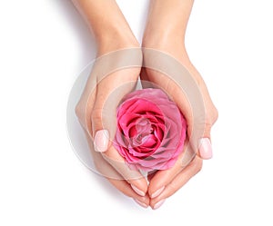 Woman holding rose on white background, closeup.