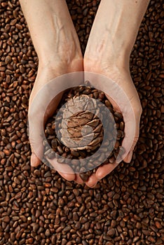 Woman holding shelled pine nuts, closeup, healthylife background concept