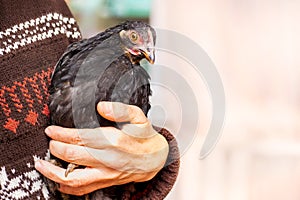 A woman is holding a sick chick in her hands. Animal care_