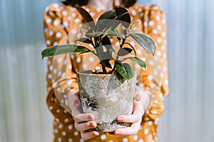 Woman holding small ficus elastica or rubber plant in flower pot