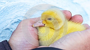 A woman is holding a small fluffy yellow duckling in her hands