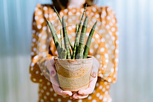 Woman holding small Sansevieria cylindrica or snake plant