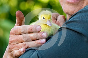 Woman holding a small yellow duckling in her hands_