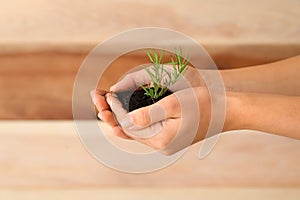 Woman holding soil with green plant in hands, closeup. Ecology concept