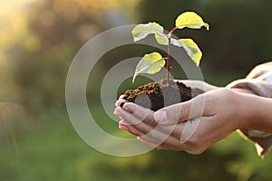 Woman holding soil with young green seedling, closeup. Planting tree. Space for text