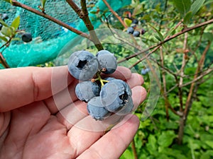 Woman holding some big, ripe cultivated blueberries or highbush blueberries growing on a plant in the garden