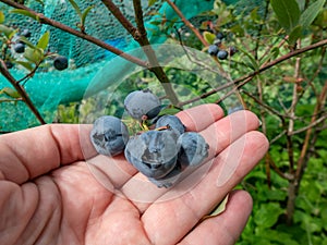 Woman holding some big, ripe cultivated blueberries or highbush blueberries growing on a plant in the garden