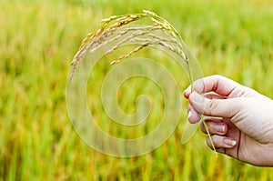 Woman holding a spike of rye against the blue sky background