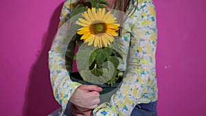 Woman holding a sunflower plant on pink background