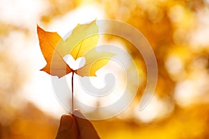 Woman holding sunlit leaf with heart shaped hole, closeup. Autumn season