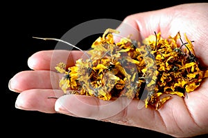 Woman holding tea herbs