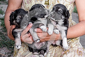 Woman is holding three puppies in her hands, taking care of sma