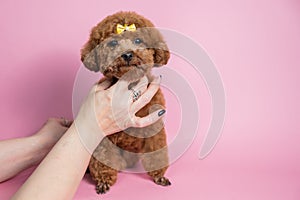 Woman holding toy poodle on pink background.
