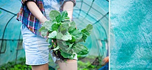 woman holding turnip cabbage seedlings to plant in vegetable garden