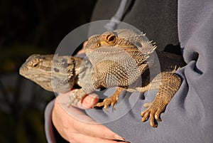 Woman holding two Bearded dragons