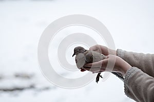 Woman holding weak Collared turtledove