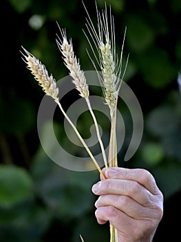 Woman holding wheat spikelets on green background, closeup