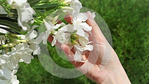 Woman holding white beautiful flowers in hand. Female hand touching blossoming tree in slow motion