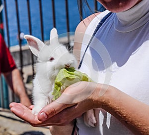 The woman is holding a white rabbit photo