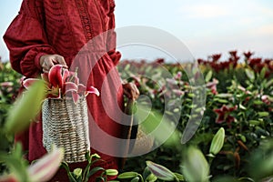 Woman holding wicker bag with lilies in flower field, closeup
