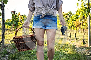 Woman holding wicker basket and black grape