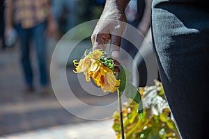 Woman holding a wilted yellow flower