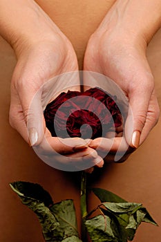 Woman holding a withered red rose photo