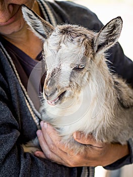 A woman is holding a young goatling on her hands. Caring for animals. Pets and people_