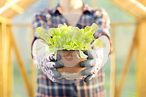 Woman holding young lettuce pot in lettuce plants. Organic gardening concept