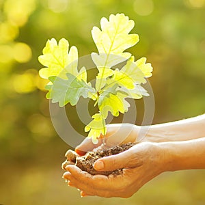 A woman holding young oak tree in hands