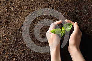 Woman holding young plant over soil, top view. Gardening time