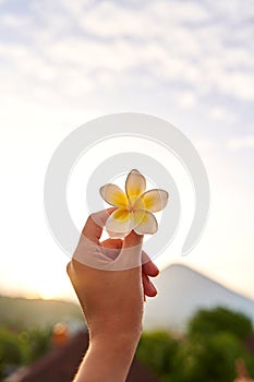 A woman holds an Asian white and yellow tropical frangipani flower in her frail hand on the outside