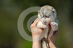 Woman holds black, white and orange colored Siberian Husky puppy in her hands. Young dog  with green background