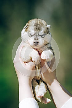 Woman holds black, white and orange colored Siberian Husky puppy in her hands. Young dog  with green background