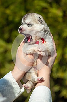 Woman holds black, white and orange colored Siberian Husky puppy in her hands. Young dog  with green background