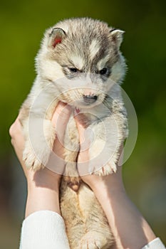 Woman holds black, white and orange colored Siberian Husky puppy in her hands. Young dog  with green background