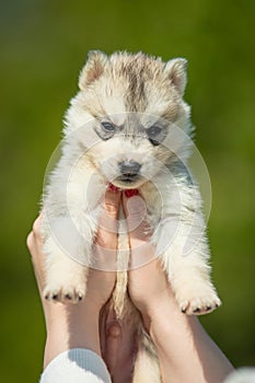 Woman holds black, white and orange colored Siberian Husky puppy in her hands. Young dog  with green background