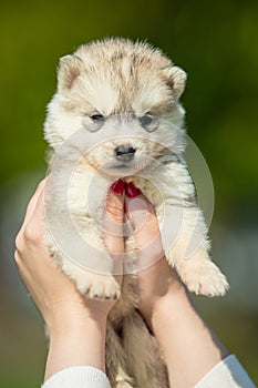 Woman holds black, white and orange colored Siberian Husky puppy in her hands. Young dog  with green background