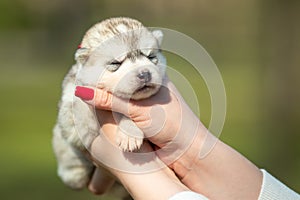 Woman holds black, white and orange colored Siberian Husky puppy in her hands. Young dog  with green background