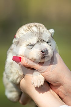 Woman holds black, white and orange colored Siberian Husky puppy in her hands. Young dog  with green background