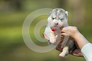 Woman holds black, white and orange colored Siberian Husky puppy in her hands. Young dog  with green background