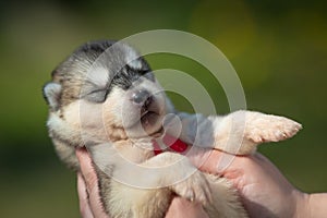 Woman holds black, white and orange colored Siberian Husky puppy in her hands. Young dog isolated with green background