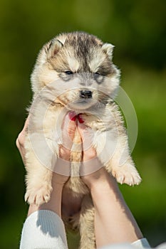 Woman holds black, white and orange colored Siberian Husky puppy in her hands. Young dog isolated with green background