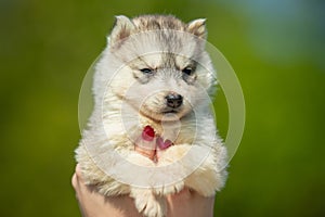 Woman holds black, white and orange colored Siberian Husky puppy in her hands. Young dog isolated with green background